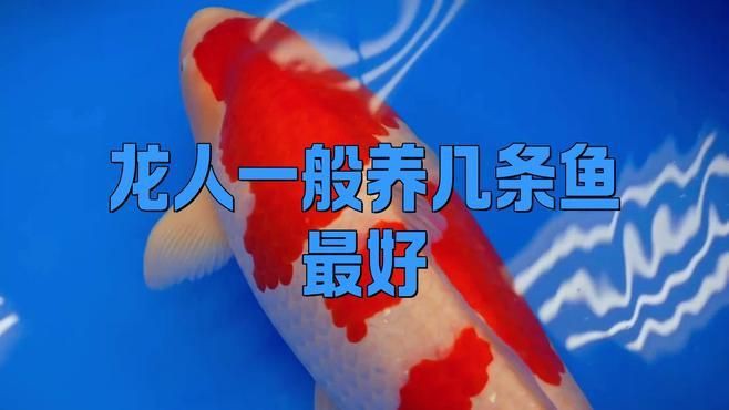 屬龍人養幾條魚最旺【《屬龍人養幾條魚最旺》在傳統文化與風水理念中】