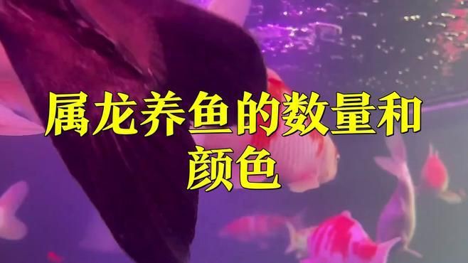 屬龍人養幾條魚最旺【《屬龍人養幾條魚最旺》在傳統文化與風水理念中】