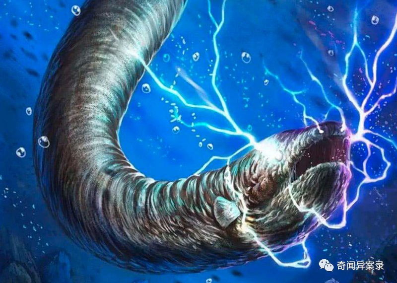 電鰻放電會把自己電死嗎【電鰻在什么情況下會被電死】