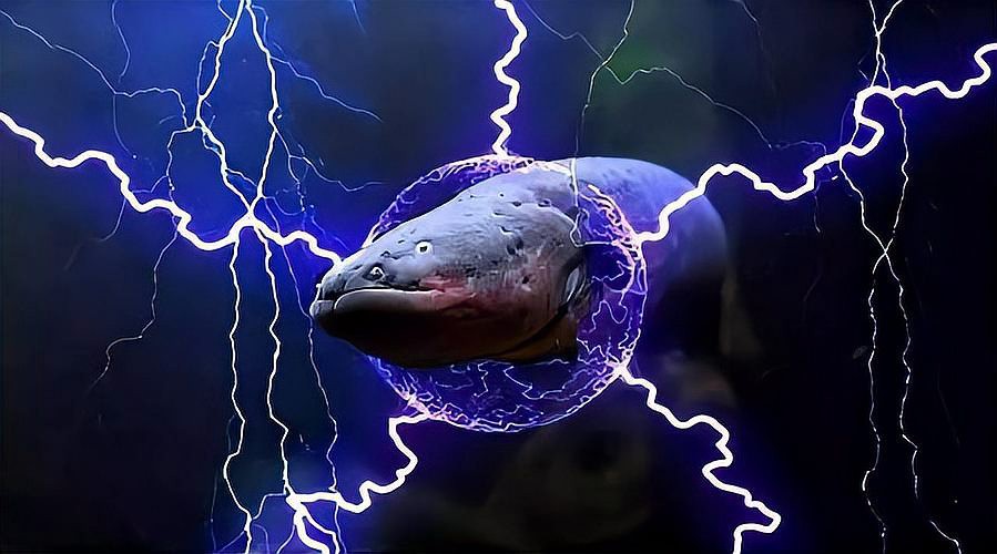 電鰻放電會把自己電死嗎【電鰻在什么情況下會被電死】