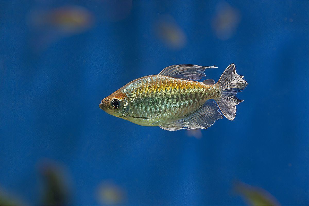 魚爛尾加鹽后多久見效？【魚爛尾加鹽后見效時間】 魚爛尾加鹽后多久見效？【魚爛尾加鹽后見效時間】 龍魚百科 第2張