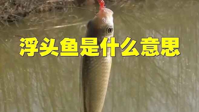 魚暗浮頭對養殖有哪些具體影響？【魚暗浮頭是好事還是壞事固途智造】