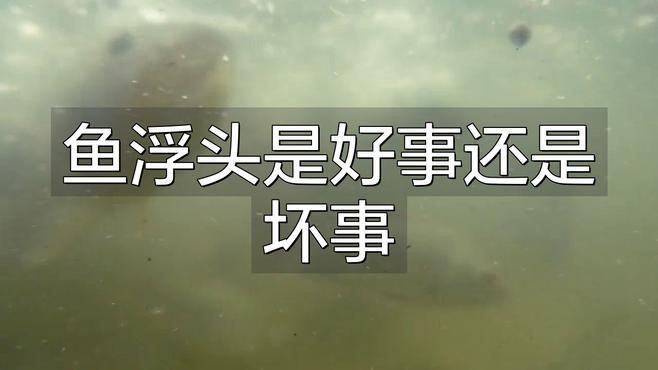 魚暗浮頭對養殖有哪些具體影響？【魚暗浮頭是好事還是壞事固途智造】