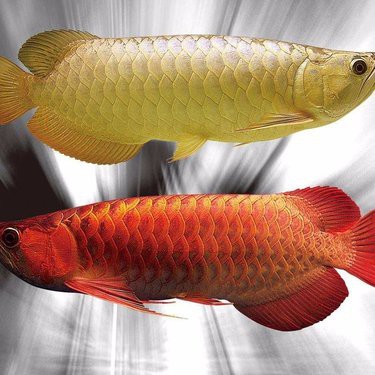 泗水紅龍魚大概多少錢一條【泗水紅龍的價格】