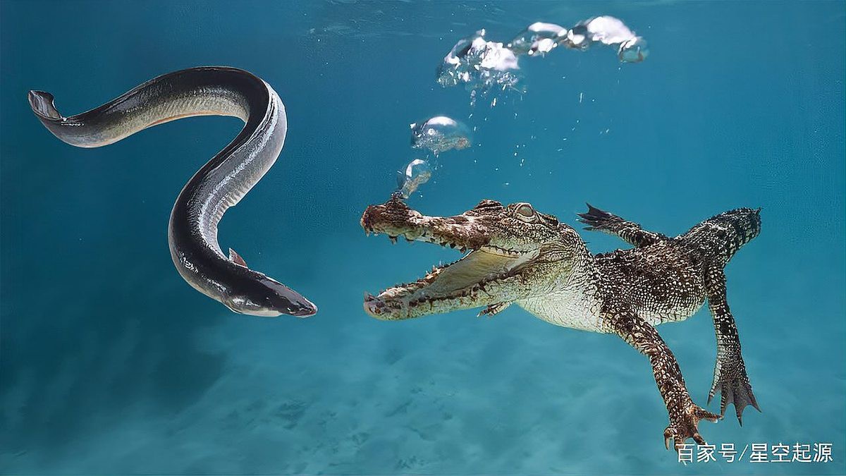 電鰻能電死虎鯨嗎【怪羅科普,虎鯨沒有毒液,卻能讓獵物瞬間癱瘓,它們有什么獨門絕技】