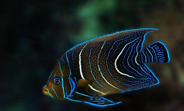 淡水鯧魚與海鯧魚區(qū)別【淡水鯧魚與海水鯧魚的區(qū)別，淡水鯧魚和淡水鯧魚的區(qū)別】 淡水鯧魚與海鯧魚區(qū)別【淡水鯧魚與海水鯧魚的區(qū)別，淡水鯧魚和淡水鯧魚的區(qū)別】 龍魚論壇 第3張