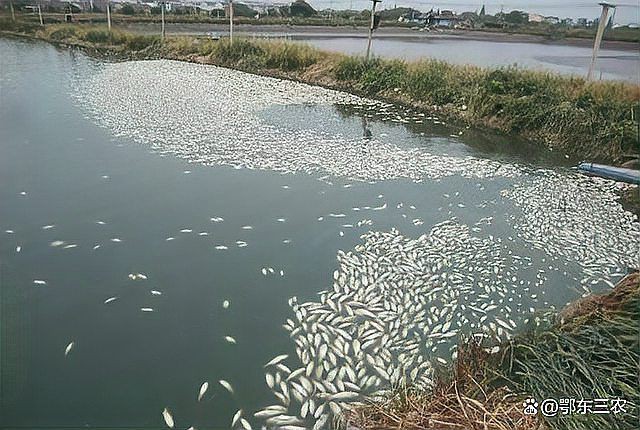 魚塘浮頭時應該如何緊急處理?【《魚塘浮頭時應該如何緊急處理?》】 龍魚百科 第4張 魚塘浮頭時應該如何緊急處理?【《魚塘浮頭時應該如何緊急處理?》】 魚塘浮頭時應該如何緊急處理?【《魚塘浮頭時應該如何緊急處理?》】 龍魚百科 第4張