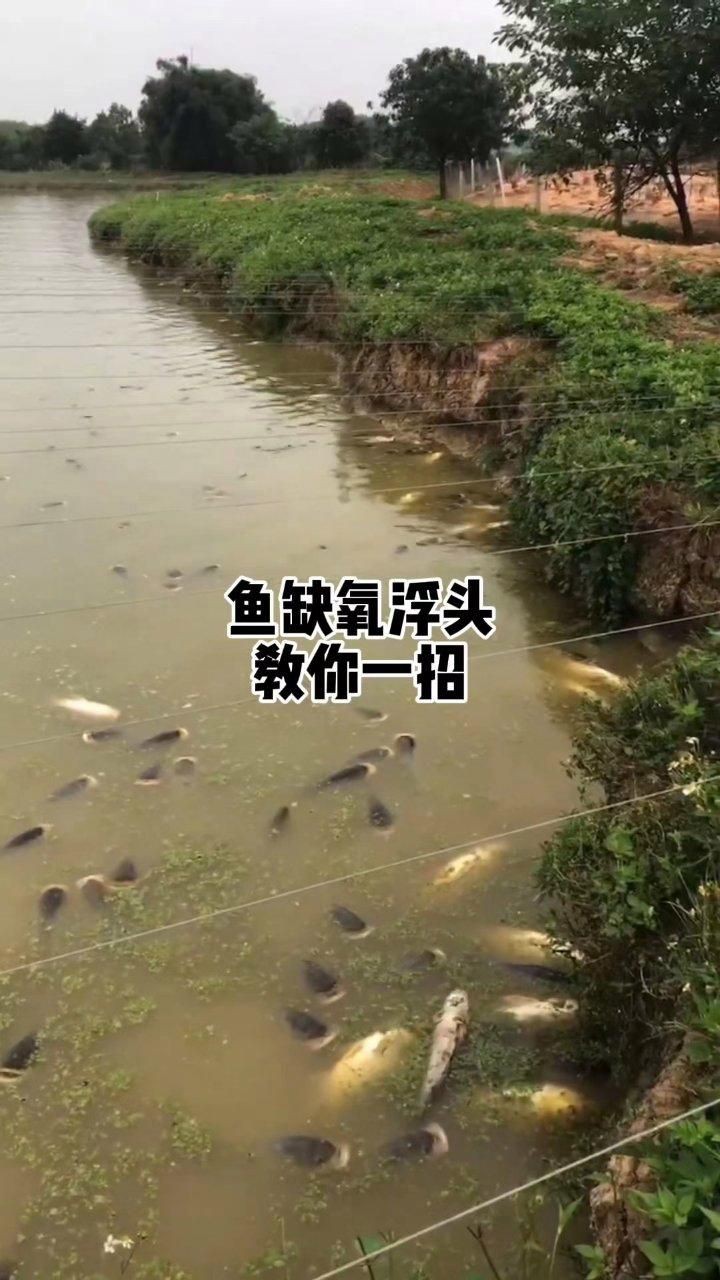 魚塘浮頭時應該如何緊急處理?【《魚塘浮頭時應該如何緊急處理?》】 龍魚百科 第2張 魚塘浮頭時應該如何緊急處理?【《魚塘浮頭時應該如何緊急處理?》】 魚塘浮頭時應該如何緊急處理?【《魚塘浮頭時應該如何緊急處理?》】 龍魚百科 第2張