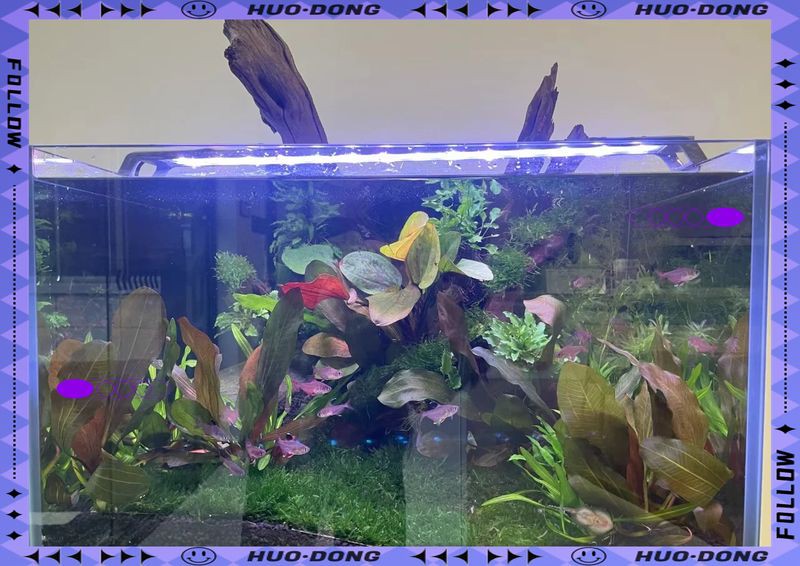 吉印水草燈爆藻燈【吉印水草燈與爆藻燈的科學(xué)應(yīng)用指南:吉印水草燈與爆藻燈的區(qū)別】