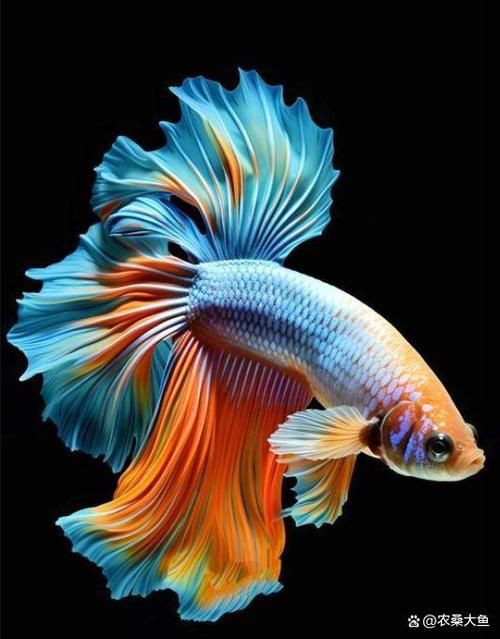 最漂亮的魚手機壁紙【霽楓壁紙,壁紙分享】