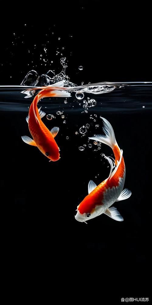 最漂亮的魚手機壁紙【霽楓壁紙,壁紙分享】