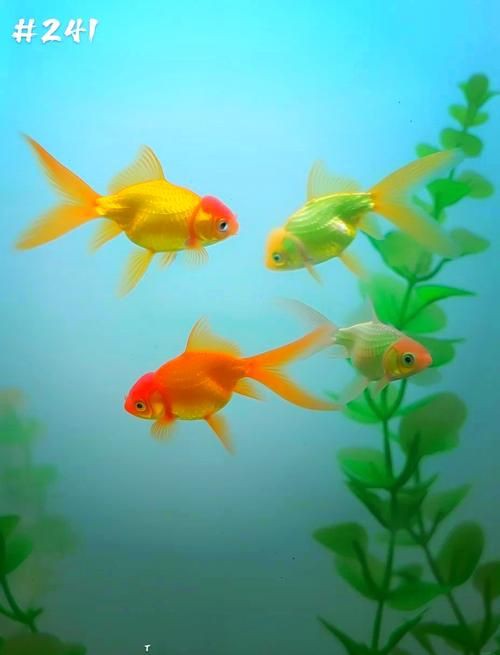 最漂亮的魚手機壁紙【霽楓壁紙,壁紙分享】