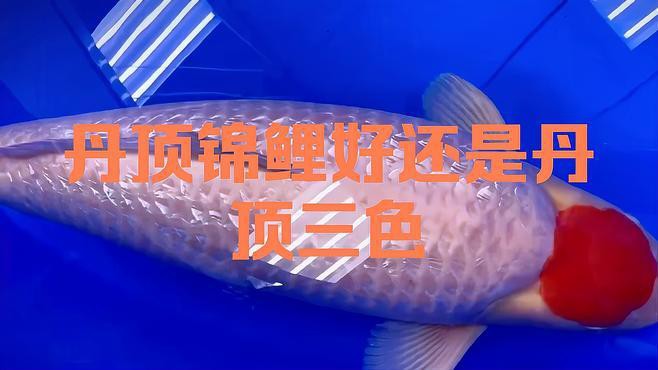 丹頂錦鯉好還是丹頂三色【《丹頂錦鯉與丹頂三色比較摘要》】