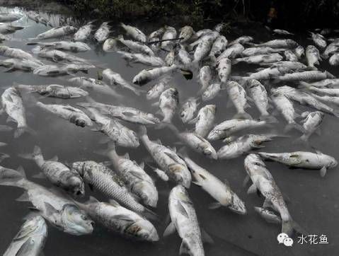 有哪些化學增氧劑可以使用？【化學增氧劑的使用與注意事項】