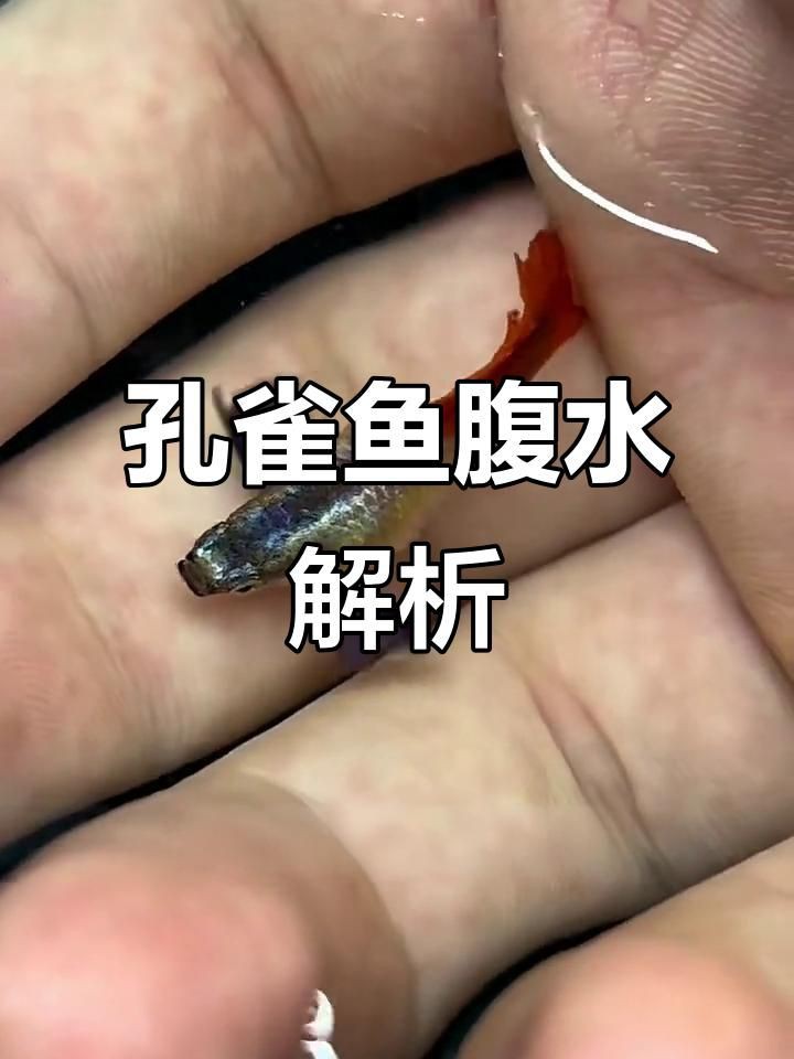 有哪些魚類容易得腹水病？【孔雀魚腹水怎么辦其他常見魚病問題全民小視頻詳解】