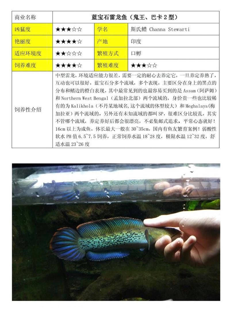 鬼王雷龍魚最漂亮三個角色【如何讓雷龍魚更艷麗】