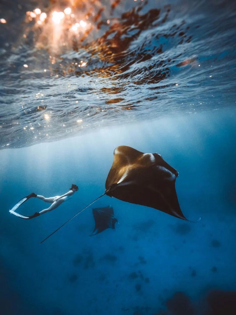 魔鬼魚是鰩魚還是蝠鲼【“魔鬼魚”是指誰【海洋護衛(wèi)隊】與魔鬼魚的區(qū)別】