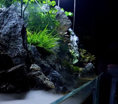 成都水族店【成都哪家水族店口碑最好】