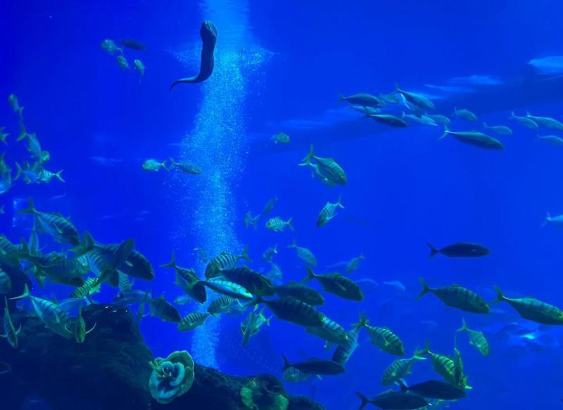 成都水族店【成都哪家水族店口碑最好】