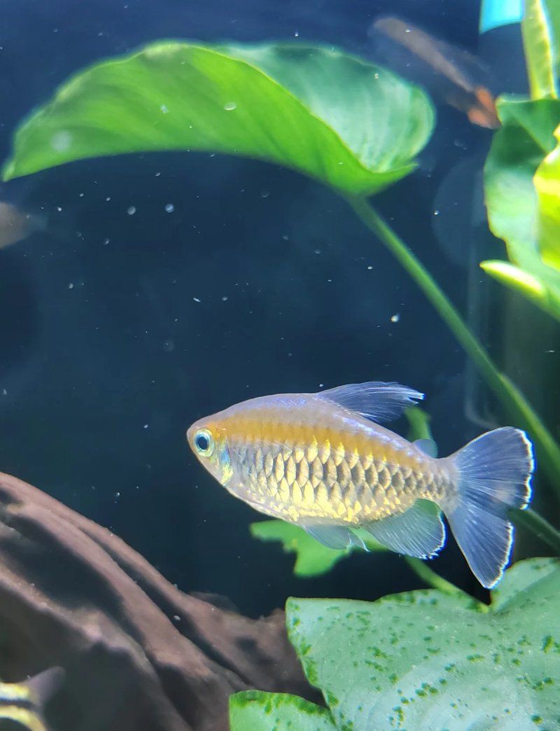 紅尾美人和什么魚混養好【紅尾皇冠魚正確養法全指南:新手必讀的實戰經驗】