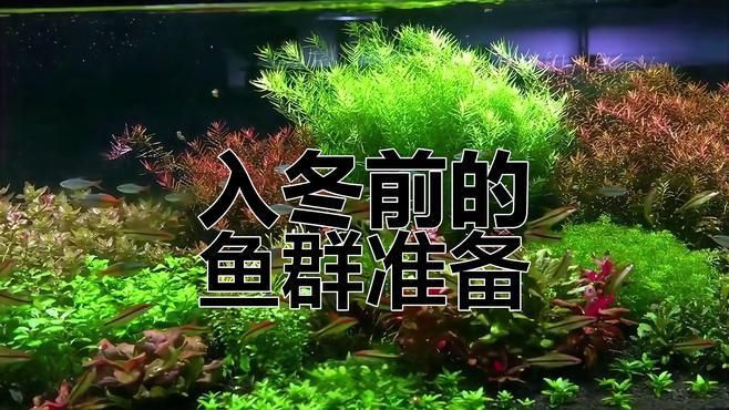 紅尾美人和什么魚混養好【紅尾皇冠魚正確養法全指南:新手必讀的實戰經驗】