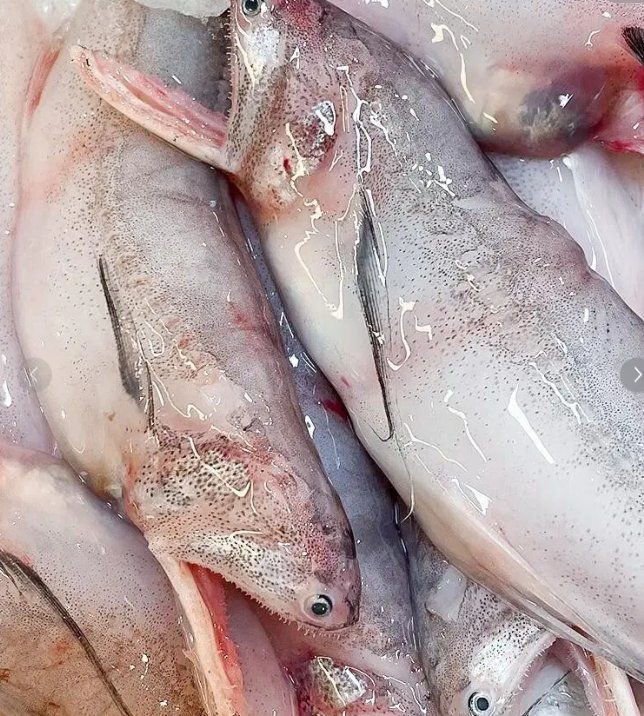 泗水龍魚為何要少吃【水龍魚有哪些功效與作用】