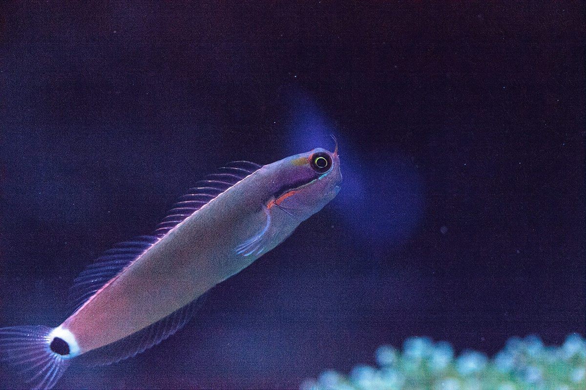 電鰻離了水還能放電嗎【“水中高壓線”電鰻是如何放電的】