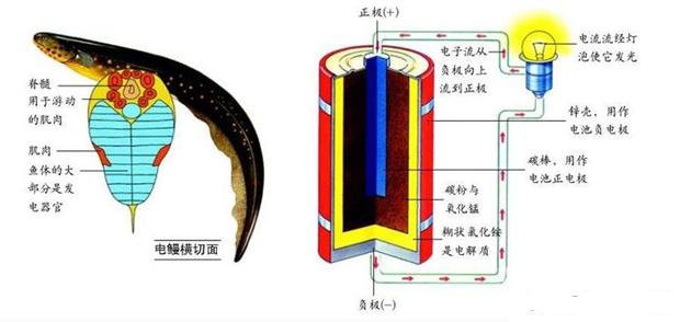 電鰻離了水還能放電嗎【“水中高壓線”電鰻是如何放電的】