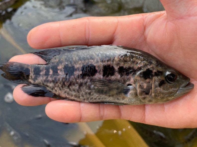 魚爛真菌和細菌圖片【魚體腐爛現象常由真菌和細菌共同作用引發】