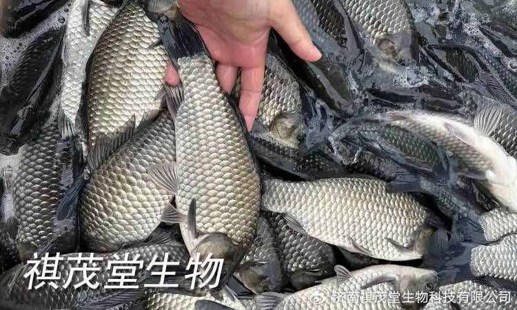 魚爛真菌和細菌圖片【魚體腐爛現象常由真菌和細菌共同作用引發】