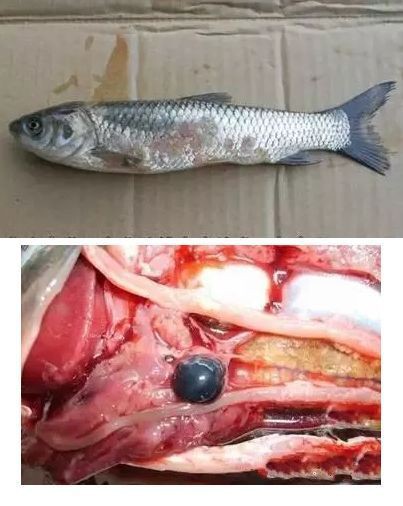 魚爛真菌和細菌圖片【魚體腐爛現象常由真菌和細菌共同作用引發】