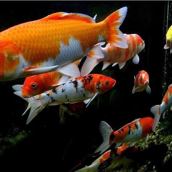 錦鯉是淡水魚還是海水魚【《心錦鯉是淡水和瀑布，不僅提供了適宜的生存】 錦鯉是淡水魚還是海水魚【《心錦鯉是淡水和瀑布，不僅提供了適宜的生存】 龍魚百科 第1張