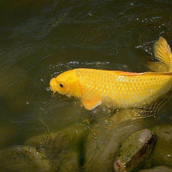 錦鯉是淡水魚還是海水魚【《心錦鯉是淡水和瀑布，不僅提供了適宜的生存】 錦鯉是淡水魚還是海水魚【《心錦鯉是淡水和瀑布，不僅提供了適宜的生存】 龍魚百科 第11張