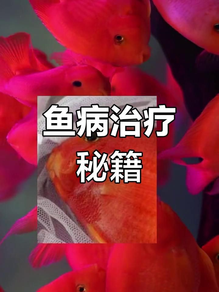 如何判斷龍魚是否患有翻鰓癥？【養的龍魚翻鰓,這4大原因預防起來全民小視頻】