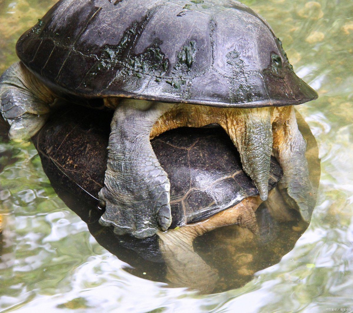 哪里買豬鼻龜最便宜【豬鼻龜價(jià)格多少錢一只】 哪里買豬鼻龜最便宜【豬鼻龜價(jià)格多少錢一只】 龍魚百科 第4張