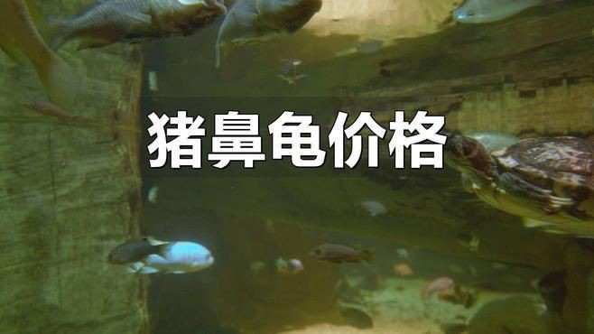 哪里買豬鼻龜最便宜【豬鼻龜價(jià)格多少錢一只】 哪里買豬鼻龜最便宜【豬鼻龜價(jià)格多少錢一只】 龍魚百科 第2張