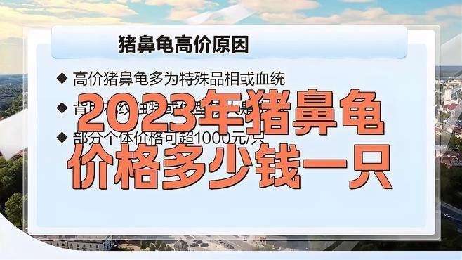 哪里買豬鼻龜最便宜【豬鼻龜價(jià)格多少錢一只】 哪里買豬鼻龜最便宜【豬鼻龜價(jià)格多少錢一只】 龍魚百科 第1張