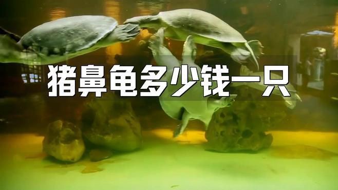 哪里買豬鼻龜最便宜【豬鼻龜價(jià)格多少錢一只】 哪里買豬鼻龜最便宜【豬鼻龜價(jià)格多少錢一只】 龍魚百科 第3張