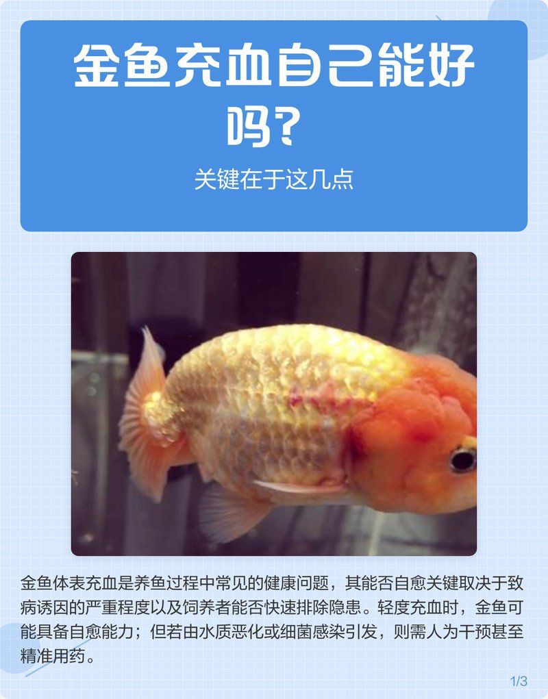 魚鰭充血自愈需要多長時間？【魚鰭充血怎么辦】