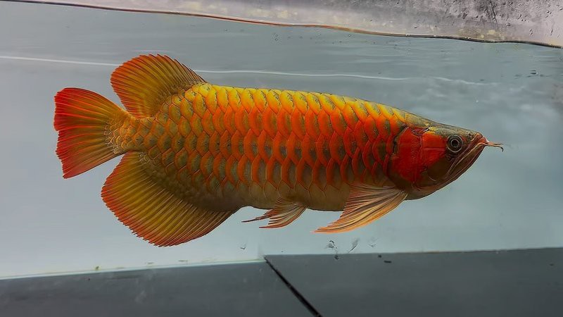 45公分還是橙色的紅龍【《45公分橙色的紅龍》45公分橙色紅龍魚飼養美學與鑒賞】 45公分還是橙色的紅龍【《45公分橙色的紅龍》45公分橙色紅龍魚飼養美學與鑒賞】 龍魚論壇 第3張