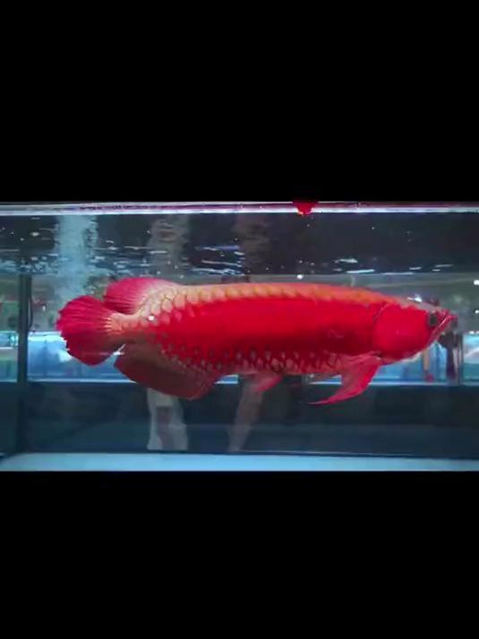 45公分還是橙色的紅龍【《45公分橙色的紅龍》45公分橙色紅龍魚飼養美學與鑒賞】 45公分還是橙色的紅龍【《45公分橙色的紅龍》45公分橙色紅龍魚飼養美學與鑒賞】 龍魚論壇 第4張