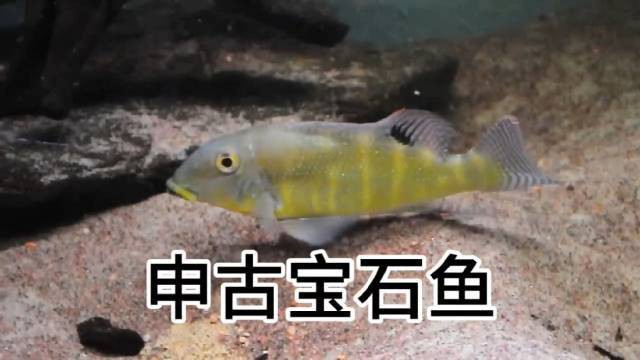申古寶石魚長多大【申古寶石魚的蛻變之路[需手動填充][需手動填充]申古寶石魚的蛻變之路】