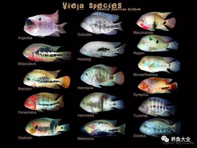 申古寶石魚長多大【申古寶石魚的蛻變之路[需手動填充][需手動填充]申古寶石魚的蛻變之路】
