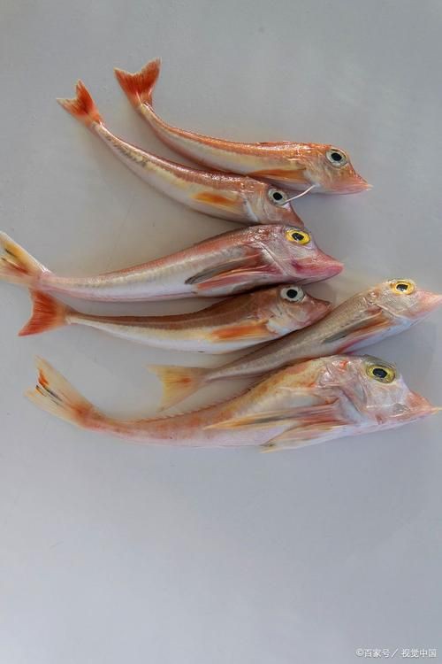 小龍魚圖片【養(yǎng)殖小龍魚需注意環(huán)境配置小龍魚從卵到龍全過程】 小龍魚圖片【養(yǎng)殖小龍魚需注意環(huán)境配置小龍魚從卵到龍全過程】 龍魚百科 第14張