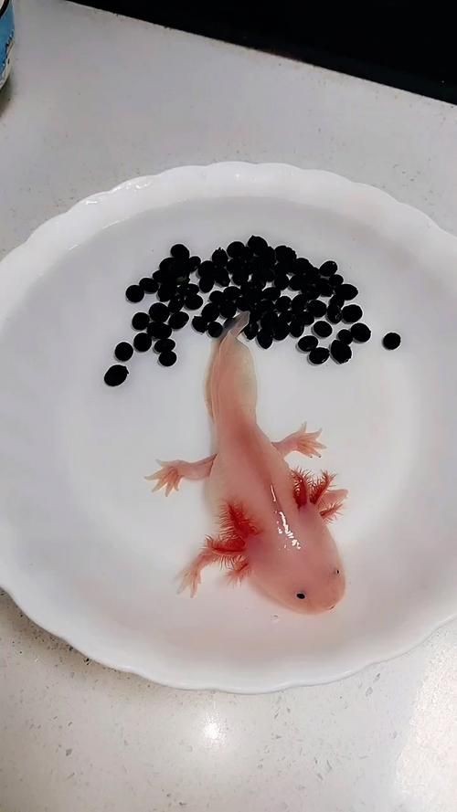 小龍魚圖片【養(yǎng)殖小龍魚需注意環(huán)境配置小龍魚從卵到龍全過程】 小龍魚圖片【養(yǎng)殖小龍魚需注意環(huán)境配置小龍魚從卵到龍全過程】 龍魚百科 第1張