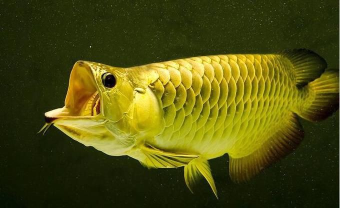 小龍魚圖片【養(yǎng)殖小龍魚需注意環(huán)境配置小龍魚從卵到龍全過程】 小龍魚圖片【養(yǎng)殖小龍魚需注意環(huán)境配置小龍魚從卵到龍全過程】 龍魚百科 第23張