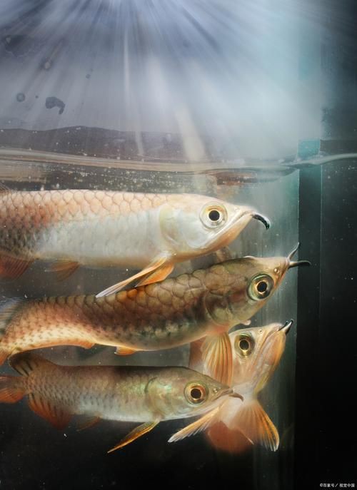 小龍魚圖片【養(yǎng)殖小龍魚需注意環(huán)境配置小龍魚從卵到龍全過程】 小龍魚圖片【養(yǎng)殖小龍魚需注意環(huán)境配置小龍魚從卵到龍全過程】 龍魚百科 第12張