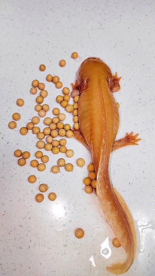 小龍魚圖片【養(yǎng)殖小龍魚需注意環(huán)境配置小龍魚從卵到龍全過程】 小龍魚圖片【養(yǎng)殖小龍魚需注意環(huán)境配置小龍魚從卵到龍全過程】 龍魚百科 第10張