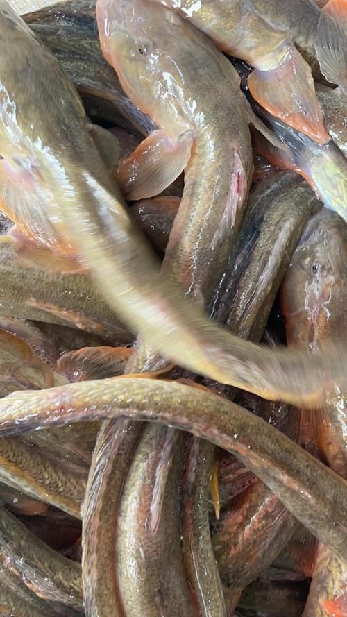 小龍魚圖片【養(yǎng)殖小龍魚需注意環(huán)境配置小龍魚從卵到龍全過程】 小龍魚圖片【養(yǎng)殖小龍魚需注意環(huán)境配置小龍魚從卵到龍全過程】 龍魚百科 第27張