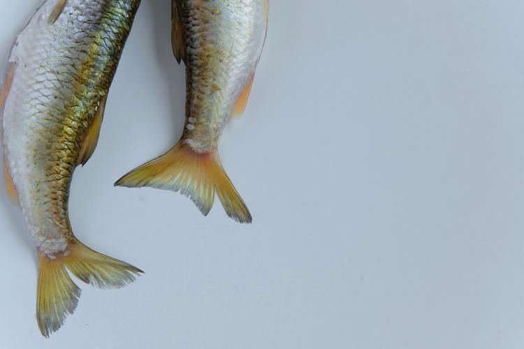 小龍魚圖片【養(yǎng)殖小龍魚需注意環(huán)境配置小龍魚從卵到龍全過程】 小龍魚圖片【養(yǎng)殖小龍魚需注意環(huán)境配置小龍魚從卵到龍全過程】 龍魚百科 第15張